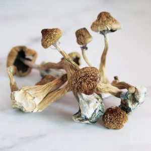 Psilocybe Cubensis Transkei
