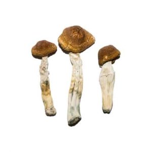 Daddy Long Legs Magic Mushrooms
