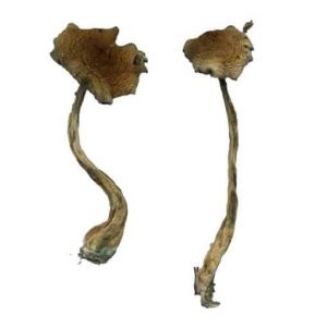 A+ Magic Mushrooms