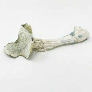 Avery Albino