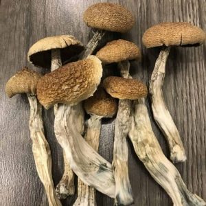 Psilocybe: PES Amazonian magic mushrooms