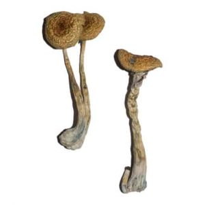Buy Penis Envy 6 (PE6) Magic Mushrooms online