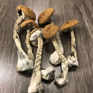 Z-Strain Cubensis Magic Mushrooms