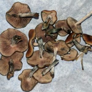 Flying Saucer Mushrooms