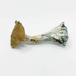 Huautla Mushrooms