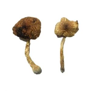 Liberty Cap Mushroom