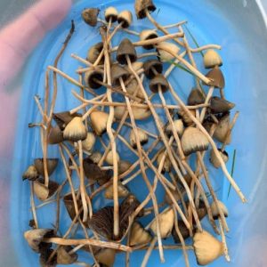 Mexican Magic Mushrooms for beginners