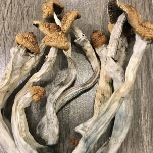 Hillbilly Cubensis Mushrooms