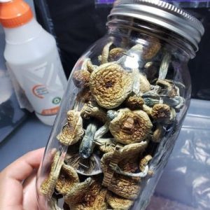 Psilocybe azurescens