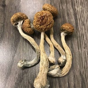 Psilocybe: Buy Mexicana