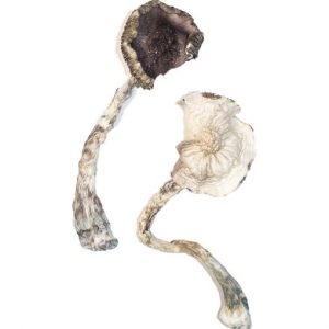 Albino A+ Magic Mushrooms