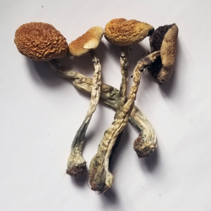 B+ Magic Mushrooms online