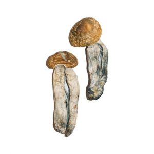Buy Big Mex Magic Mushrooms online