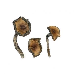 Buy Blue Meanie Magic Mushrooms online
