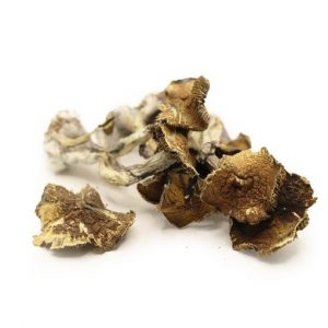 Golden Mammoth Magic Mushrooms