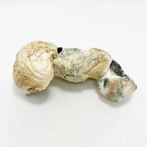 Buy Penis Envy Dinosaur Eggs magic mushrooms