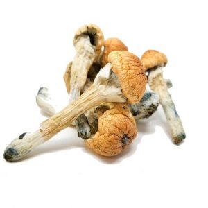 Penis Envy Mushrooms