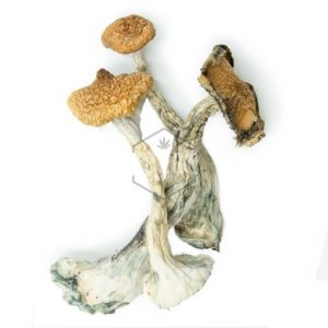 Psilocybe Cubensis