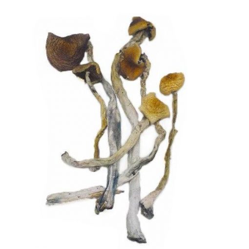 Treasure Coast Magic Mushrooms