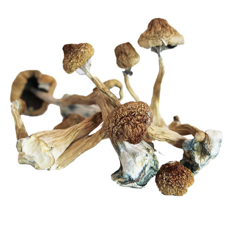 PSILOCYBIN (MAGIC MUSHROOMS)