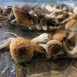 McKennaii Psilocybe Cubensis strain