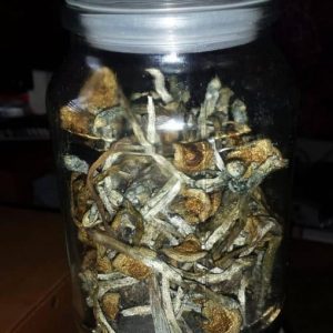 Mazatapec Psilocybe Cubensis strain